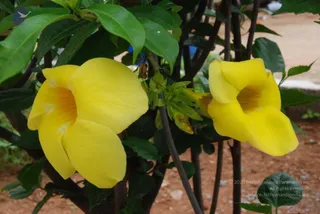 July 08 2010