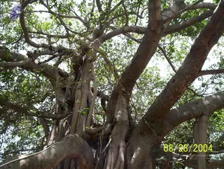 2004-ADI-KAILASA-VISUALS