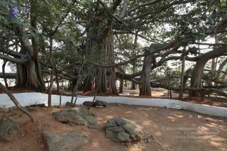 Banyan Tree