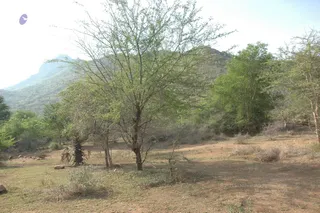 1978 - Tiruvannamalai - InnerGirivala