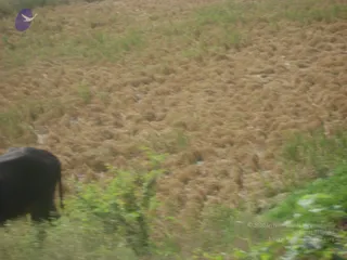 September 2006 - Sindhanur flood relief
