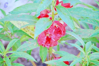 20061110 Photo 767 1iG8CwTNztPckLt1fxp0n-oZIXu8ynQkX.jpg