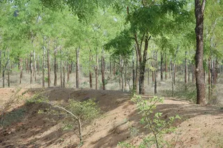 1978 - Tiruvannamalai - InnerGirivala