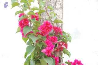 July 08 2010