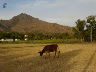 1978 - Tiruvannamalai