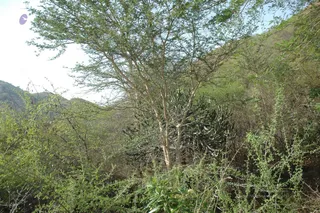 1978 - Tiruvannamalai - InnerGirivala
