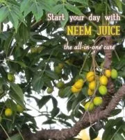 Neem.jpg
