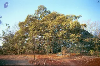 2003-TO-2007-VISUALS-OF-AADIKAILAASA