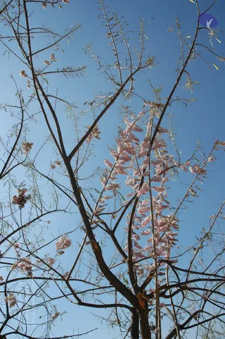 A photograph looking up through a leafless tree with dark, bare branches against a clear blue sky. Clusters of small pink blossoms hang along the branches, and thin, feathery green leaflets are scattered among the twigs. A small purple-and-white logo sits in the upper right corner. No people are visible.