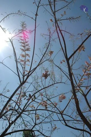 Photograph looking up through a bare tree with slender dark branches against a clear blue sky. Pale pink clusters of blossom hang along the branches, and sunlight flares from the upper left, creating a magenta lens flare. A small blue and white object appears at the upper right edge. No people are visible in the scene.