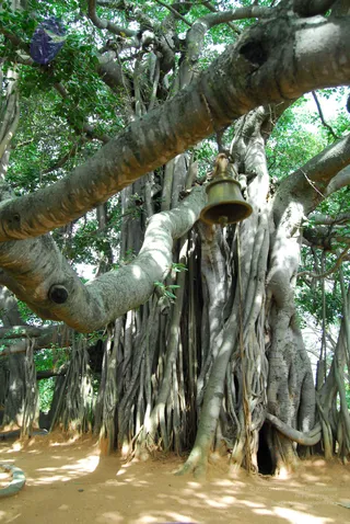 A large old banyan tree with sprawling grey-brown branches and many hanging aerial roots forms the main subject, its dense green canopy overhead and dappled sunlight falling on the sandy ground below. A brass bell hangs by a chain from a lower branch near the trunk, and a small blue-and-white cloth or ribbon is tied to a branch at the upper left. No people are visible in the scene.
