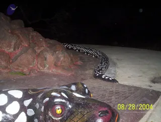 A night photograph of a large painted serpent sculpture on a paved walkway. The snake's head with yellow eyes, red-brown and white markings fills the lower left, and its black-and-white patterned body curves along a low wall of reddish-brown rock to the right. No people are visible. Dark trees form the background, and a date stamp in the lower right reads 08/28/2004.