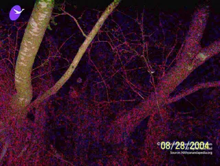 2004-ADI-KAILASA-VISUALS