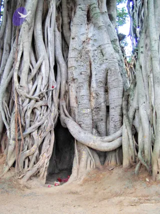 2005-GLIMPSES-OF-ADIKAILAASA-IN-SUMMER