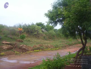 A rain-soaked outdoor landscape at a hillside site. A wet reddish-brown dirt path with puddles runs across the lower foreground, bordered by low green shrubs and a leaning tree with a curved trunk on the right. Scattered rough boulders and freshly dug earth sit on a grassy slope rising behind, with dense bushes and an orange-flowering plant on the left. The sky is overcast and white. A dark stone slab stands at the right edge. No people are visible.