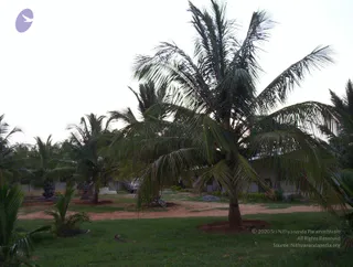 2005-GLIMPSES-OF-ADIKAILAASA-IN-SUMMER