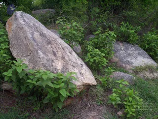 2005-GLIMPSES-OF-ADIKAILAASA-IN-SUMMER