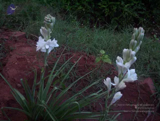 2005-GLIMPSES-OF-ADIKAILAASA-IN-SUMMER