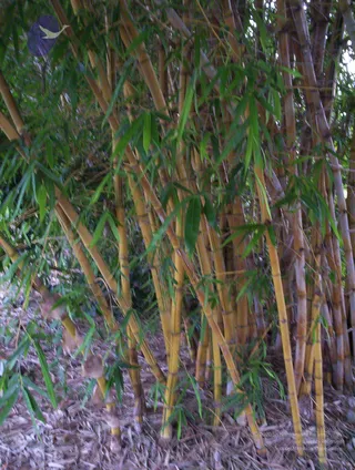 2005-GLIMPSES-OF-ADIKAILAASA-IN-SUMMER