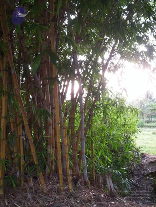 2005-GLIMPSES-OF-ADIKAILAASA-IN-SUMMER