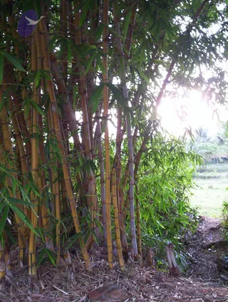 2005-GLIMPSES-OF-ADIKAILAASA-IN-SUMMER