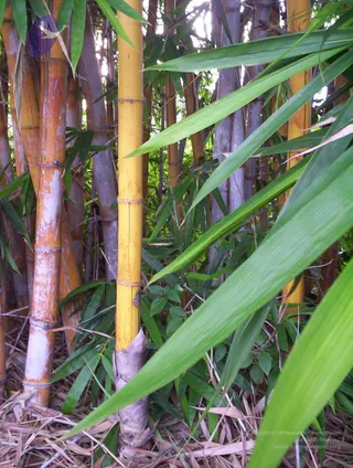 2005-GLIMPSES-OF-ADIKAILAASA-IN-SUMMER