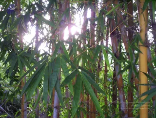 2005-GLIMPSES-OF-ADIKAILAASA-IN-SUMMER
