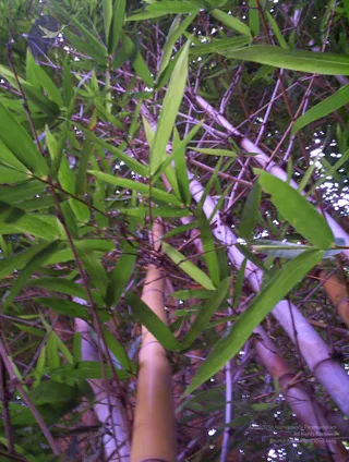 2005-GLIMPSES-OF-ADIKAILAASA-IN-SUMMER