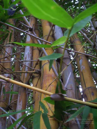 2005-GLIMPSES-OF-ADIKAILAASA-IN-SUMMER