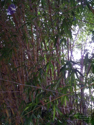 2005-GLIMPSES-OF-ADIKAILAASA-IN-SUMMER
