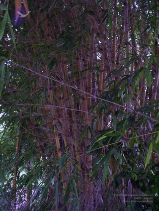 2005-GLIMPSES-OF-ADIKAILAASA-IN-SUMMER