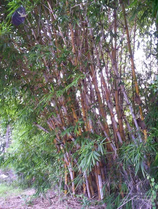 2005-GLIMPSES-OF-ADIKAILAASA-IN-SUMMER