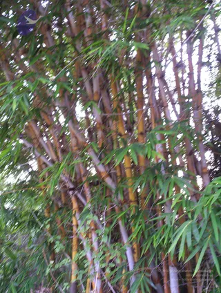 2005-GLIMPSES-OF-ADIKAILAASA-IN-SUMMER