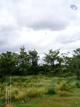 2005-GLIMPSES-OF-ADIKAILAASA-IN-SUMMER
