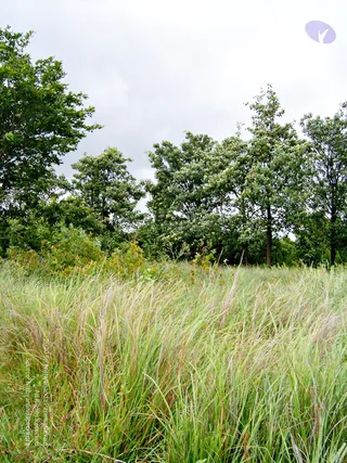 2005-GLIMPSES-OF-ADIKAILAASA-IN-SUMMER