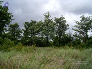 2005-GLIMPSES-OF-ADIKAILAASA-IN-SUMMER
