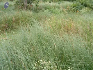 2005-GLIMPSES-OF-ADIKAILAASA-IN-SUMMER