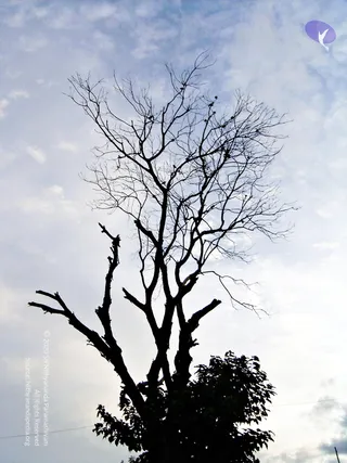 2005-GLIMPSES-OF-ADIKAILAASA-IN-SUMMER