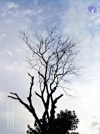 2005-GLIMPSES-OF-ADIKAILAASA-IN-SUMMER