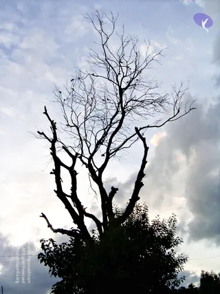 2005-GLIMPSES-OF-ADIKAILAASA-IN-SUMMER