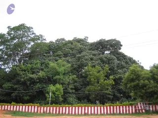 2005-GLIMPSES-OF-ADIKAILAASA-IN-SUMMER