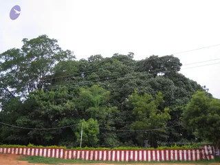 2005-GLIMPSES-OF-ADIKAILAASA-IN-SUMMER