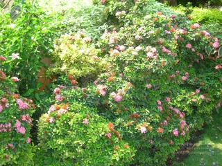 DSCN0107_CMP_WM