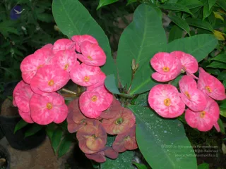 DSCN0142_CMP_WM