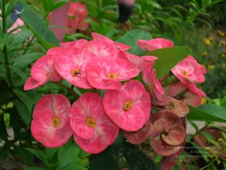 DSCN0143_CMP_WM