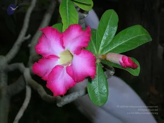 DSCN0145_CMP_WM