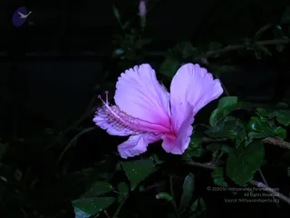 DSCN0166_CMP_WM