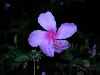 DSCN0167_CMP_WM