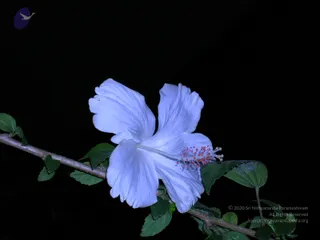 DSCN0168_CMP_WM