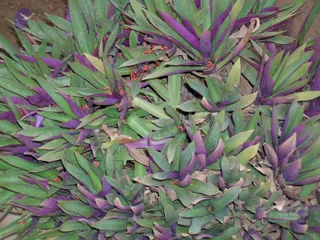 DSCN0284_CMP_WM